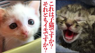 これは子猫ですか？それともイモですか？