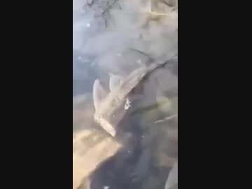 ホモと見る首を失くしても泳ぎ続ける魚の鑑