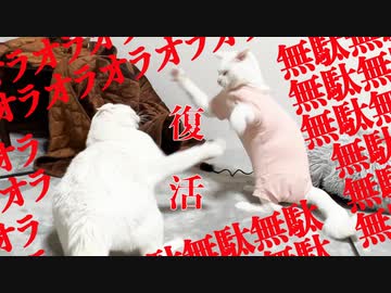 【復活の】オラオラオラオラオラ無駄無駄無駄無駄