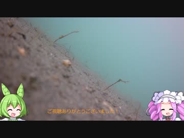 【のんびり】知多半島釣行2【水中映像】