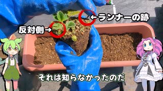 激安100円苺を育てるのだ！