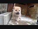 Tiny Wanco