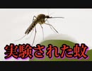 ハワイで実験室で育てられた数十億匹の蚊がまもなく放たれる