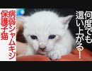 病弱シャムキジ子猫、七転び八起きの末に…