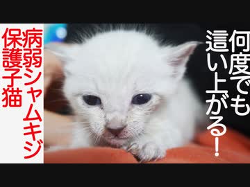 病弱シャムキジ子猫、七転び八起きの末に…