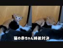 歯があるか分からないけど思いっきり姉子猫を噛む弟子猫