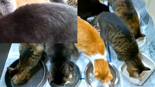 今週のおやつ（本隊）【蒼民家の猫々】