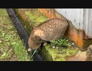 春のパトロール強化週間？