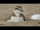 卵を温める鳥を眺めるだけ　その1