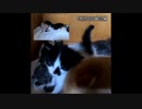 【おしゃべり子猫が次回予告】生後21日ってこんなにカミカミするんだね