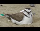 卵を温める鳥を眺めるだけ　その2