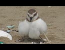 卵を温める鳥を眺めるだけ　その3