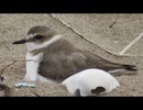 卵を温める鳥を眺めるだけ　その4