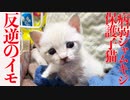 病弱シャムキジ保護子猫、反逆のハンガーストライキ