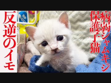 病弱シャムキジ保護子猫、反逆のハンガーストライキ