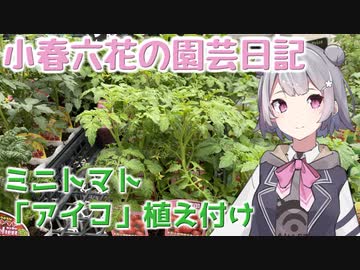 【ガーデニング】小春六花の園芸日記#1～ミニトマト「アイコ」植え付け～【Cevio AI実況】