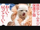病弱シャムキジ子猫、危うく誤嚥しかける