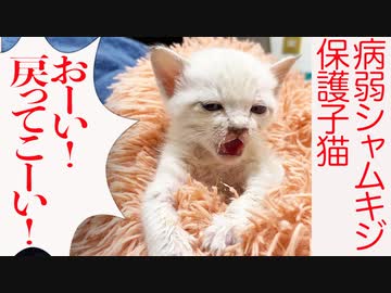 病弱シャムキジ子猫、危うく誤嚥しかける