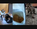 【短い動画総集編】お喋りな赤ちゃん猫たち