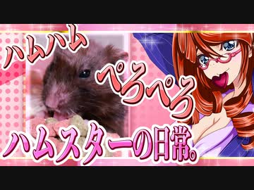 キッキのハムスターちゃんの日常。79