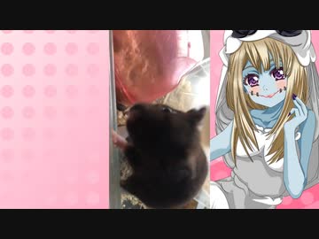 ゾンビーナのハムスターの日常。78