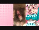 クリスのハムスターの日常。46