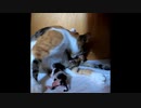 足が曲がって生まれた子猫