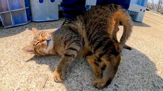 漁協の前にいたキジトラ猫ちゃん、足元に擦り寄ってきてカワイイ