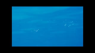 Oiticica/水の形“Shape of Water”