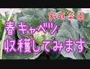 春キャベツ収穫してみます