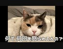 【三毛猫】モカちんと何回も怒られる犬、こまる
