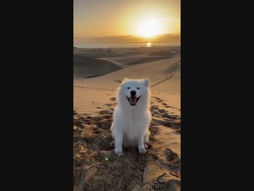 ホモと見る右耳と左耳を交互に動かす犬