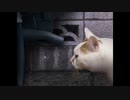 【実況】つぐのひ part5【土奴】