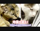 地震が来た時の猫たち