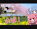 琴葉姉妹のお城さんぽ 古代の城跡で春のお花見！ 水城！【VOICEROID旅行】