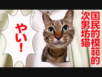 模範的次男坊猫、原点の甘えに立ち返る