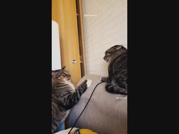 ホモと見るねこパンチ