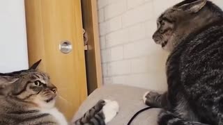 ホモと見るねこパンチ