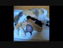 【短い動画・猫の気持ち】母猫を褒める赤ちゃん子猫