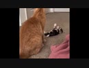抱っこ待ちの猫さん