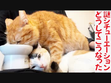 ボス猫とオス三毛猫、珍妙コンビプレイを披露する