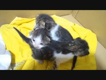 子猫３匹にミルクをあげる(=‘ｘ‘=)