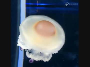 ホモと見る目玉焼きみたいなクラゲ