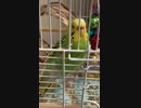 眠いインコ