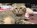 久々に留守番してもらったら…