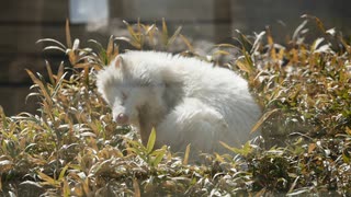 飯田市動物園