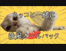 【ネコと一緒に】強風オールバック-佩華(haika)【歌ってみたᔦ๑° ꒳ °๑ᔨ】