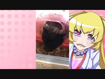 ヒヨリちゃんのハムスターの日常。50