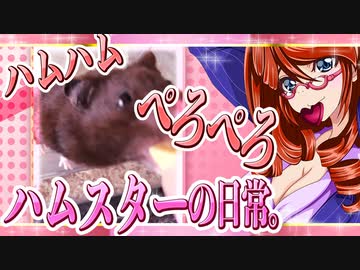 キッキのハムスターちゃんの日常。83