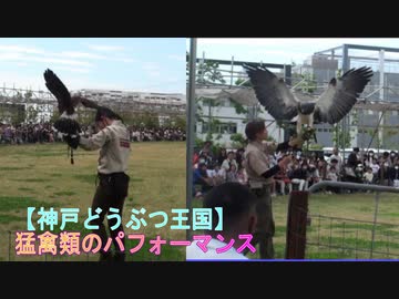 【神戸どうぶつ王国】フリーフライトバードパフォーマンスを見るあい❤猛禽類の狩りの様子などはカッコいい!!